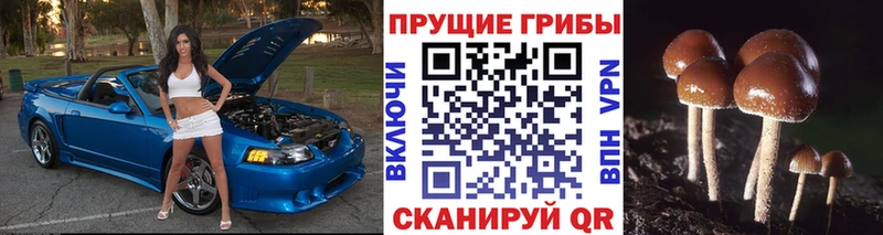 Купить где  Курганинск  Галлюциногенные грибы мухоморы 